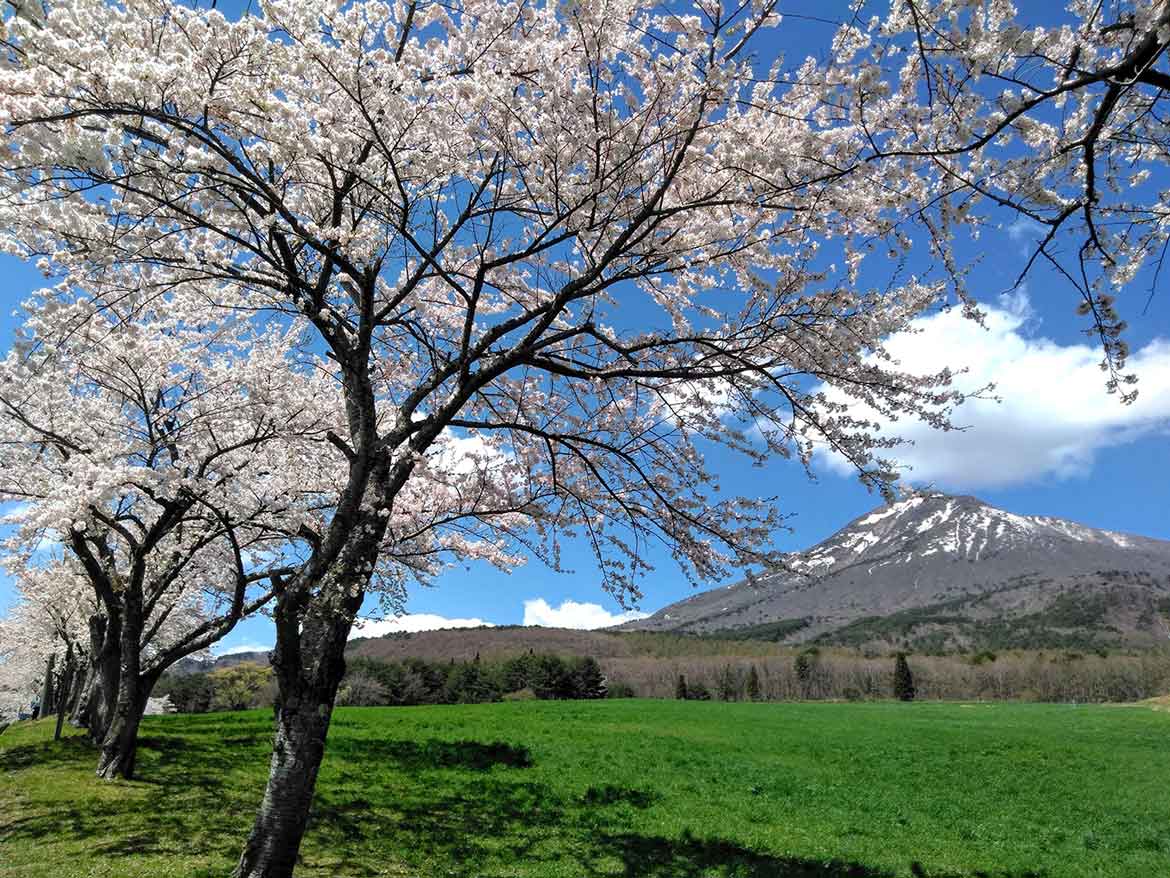 緑の牧草地を彩る桜が爽やかな「磐梯山牧場の桜並木」