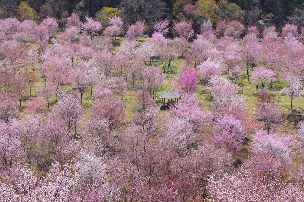 3000本の山桜が鮮やかに山肌を染める「桜峠」