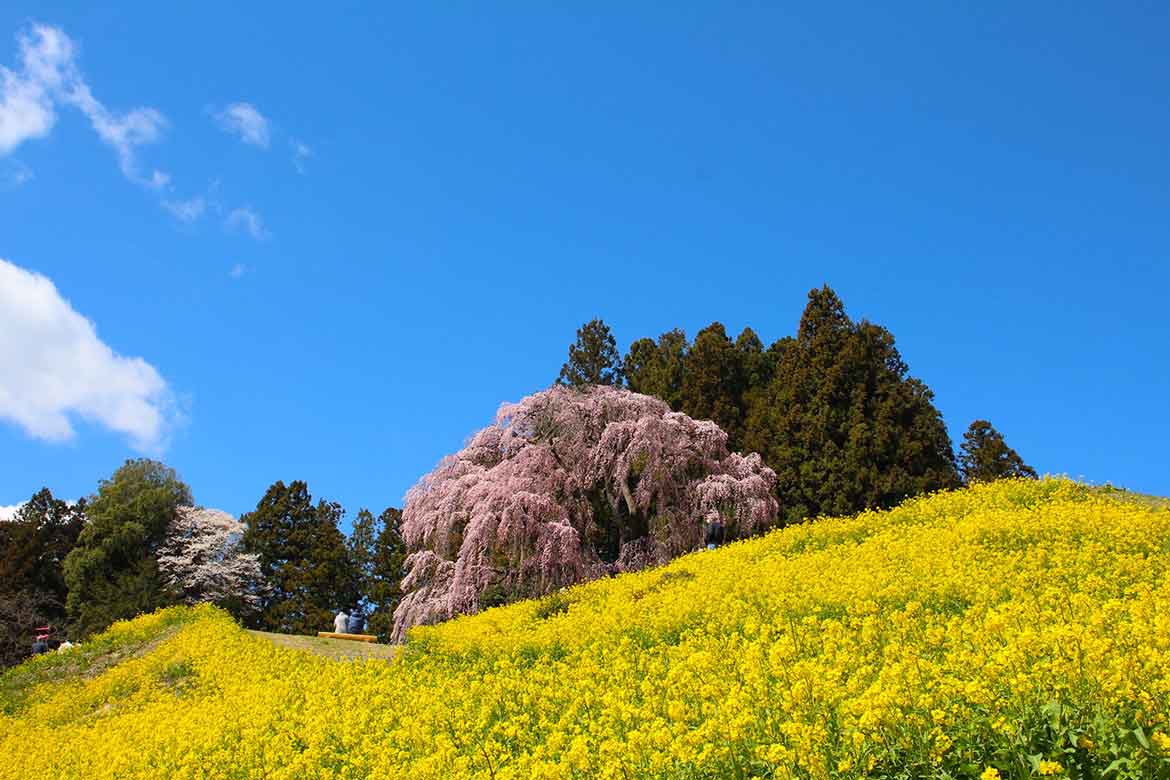 樹齢1000年の名木から美しい桜並木まで。福島県の桜を巡る旅へ