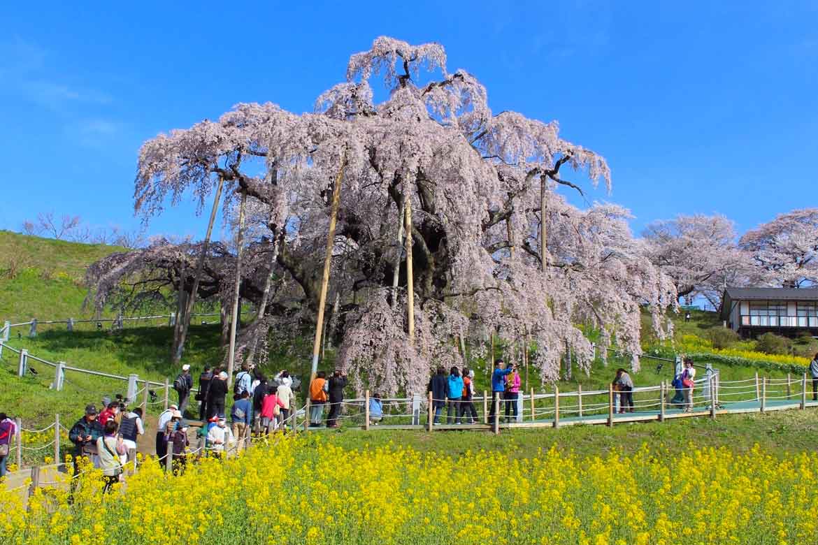 滝のように花枝が流れる、日本を代表する千年桜「三春滝桜」【三春町】