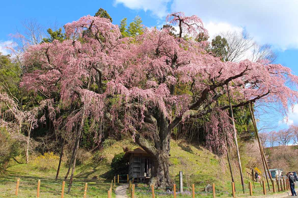 翼のように濃い紅色の花を咲かせる西の横綱「紅枝垂地蔵ザクラ」【郡山市】