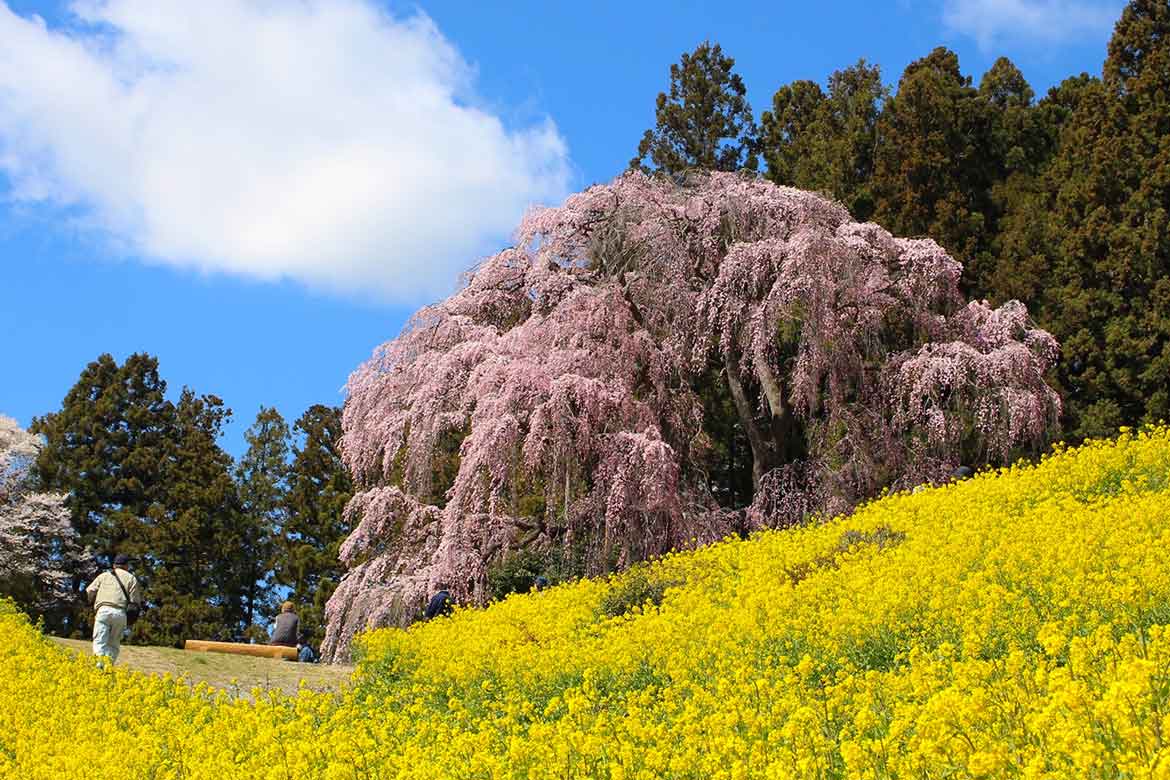 菜の花との共演が鮮やかな「合戦場(かっせんば)のしだれ桜」【二本松市】