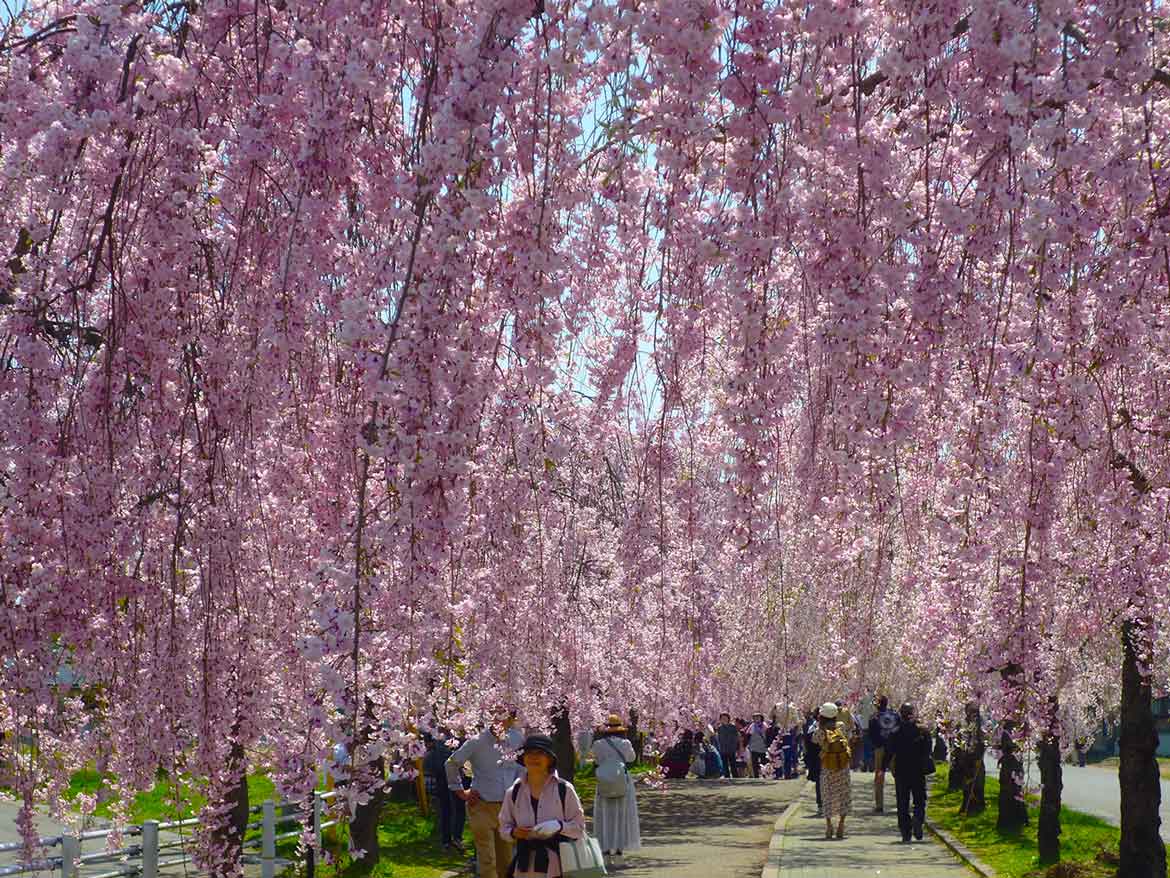 艶やな花のシャワーが楽しめる「日中線しだれ桜並木」【喜多方市】