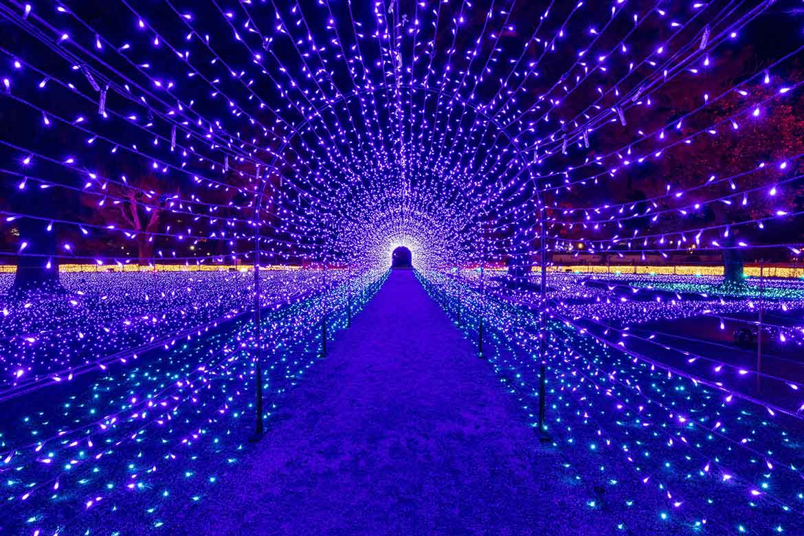 小田原城址公園、23万球のライトが彩るイルミと桜の競演「小田原城 春のイルミネーション～光の回廊～」開催