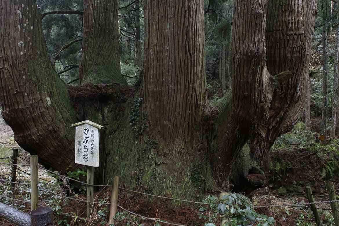 何百何千の時を重ねて存在する「三大杉（八百杉、かぶら杉、岩倉の乳房杉）」