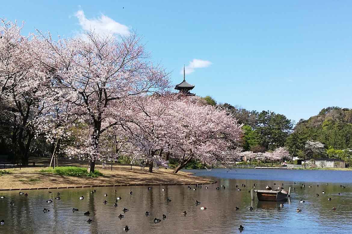 今年の花見は「オフピーク」が鍵！？横浜「三溪園」は新企画で混雑を避けた桜観賞を提供