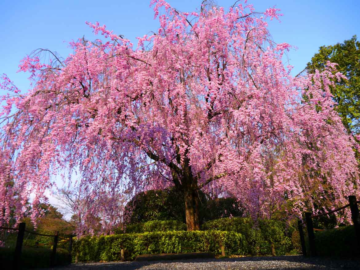 密を避け、京都の桜・寺院を満喫！『春の貸切ツアー』京都ブライトンホテルで販売開始