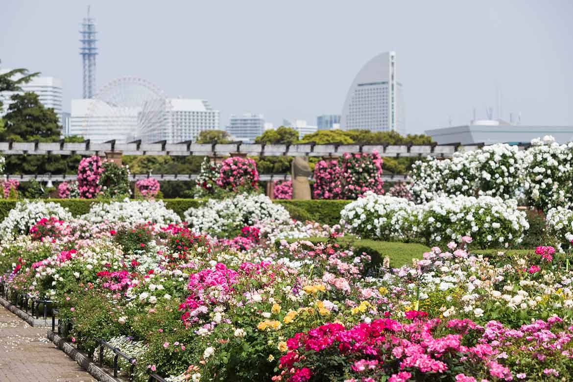 歴史と文化あふれる横浜に60万本の花々が咲き誇る！「ガーデンネックレス横浜2021」3/27から開催