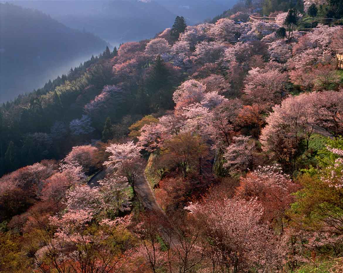 奈良県吉野山や日本一大きい村・十津川村で、日本の春を感じるドライブへ