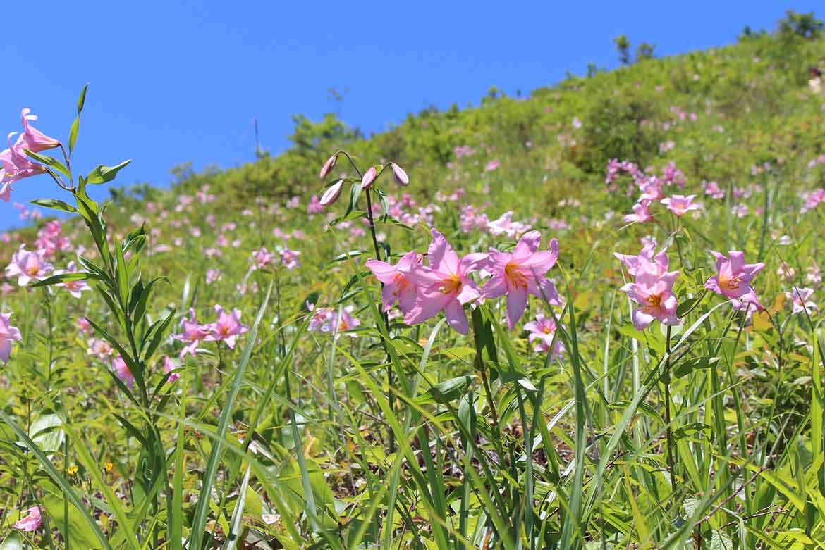 初夏の福島で巡る花の名所。色とりどりの可憐な花に会いに行こう