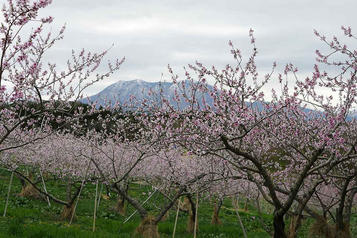 長野県飯綱町の花と味覚を同時に楽しむ！「いいづなまち花めぐり2021」を開催中