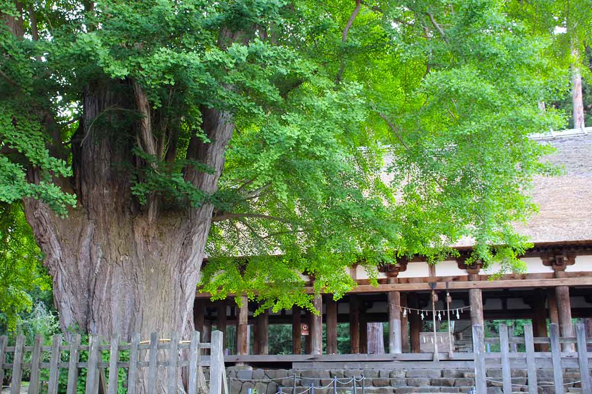 新緑が美しい福島県の神社仏閣で、心と身体にパワーチャージ
