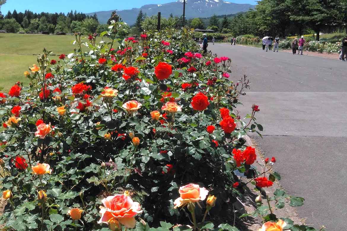 優雅な花と芳香に癒される「あづま総合運動公園 香りのバラ園」【福島市】
