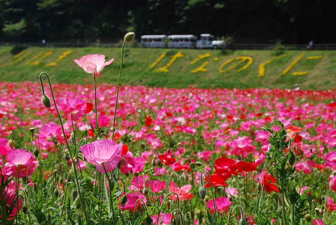 横須賀市くりはま花の国、約100万本のポピー園が見頃に「ポピー・ネモフィラシーズン」4/10～5/30まで