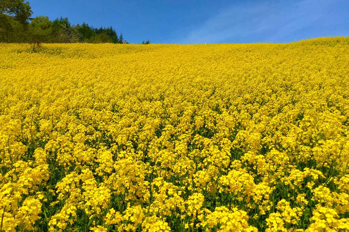 山の斜面を埋め尽くす鮮やかな黄色の絨毯「三ノ倉高原の菜の花畑」【喜多方市】