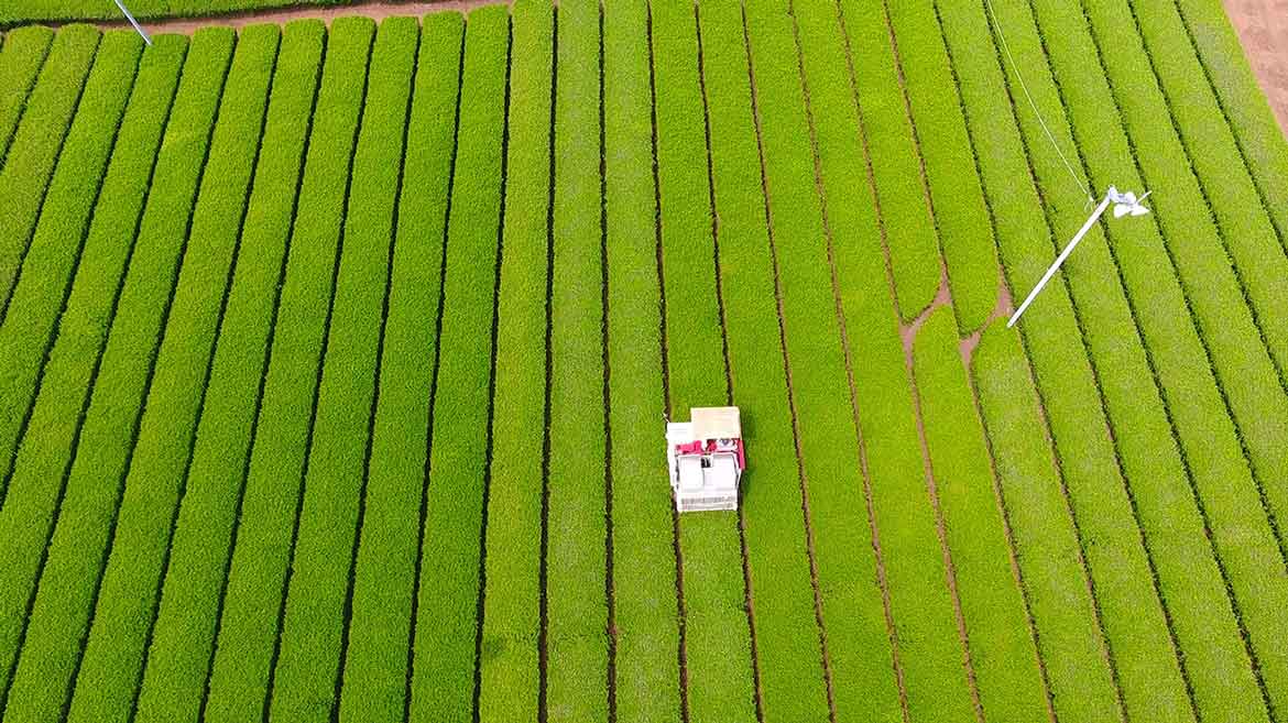 狭山茶主産地の入間市の春の風物詩。新茶の季節がやってきます