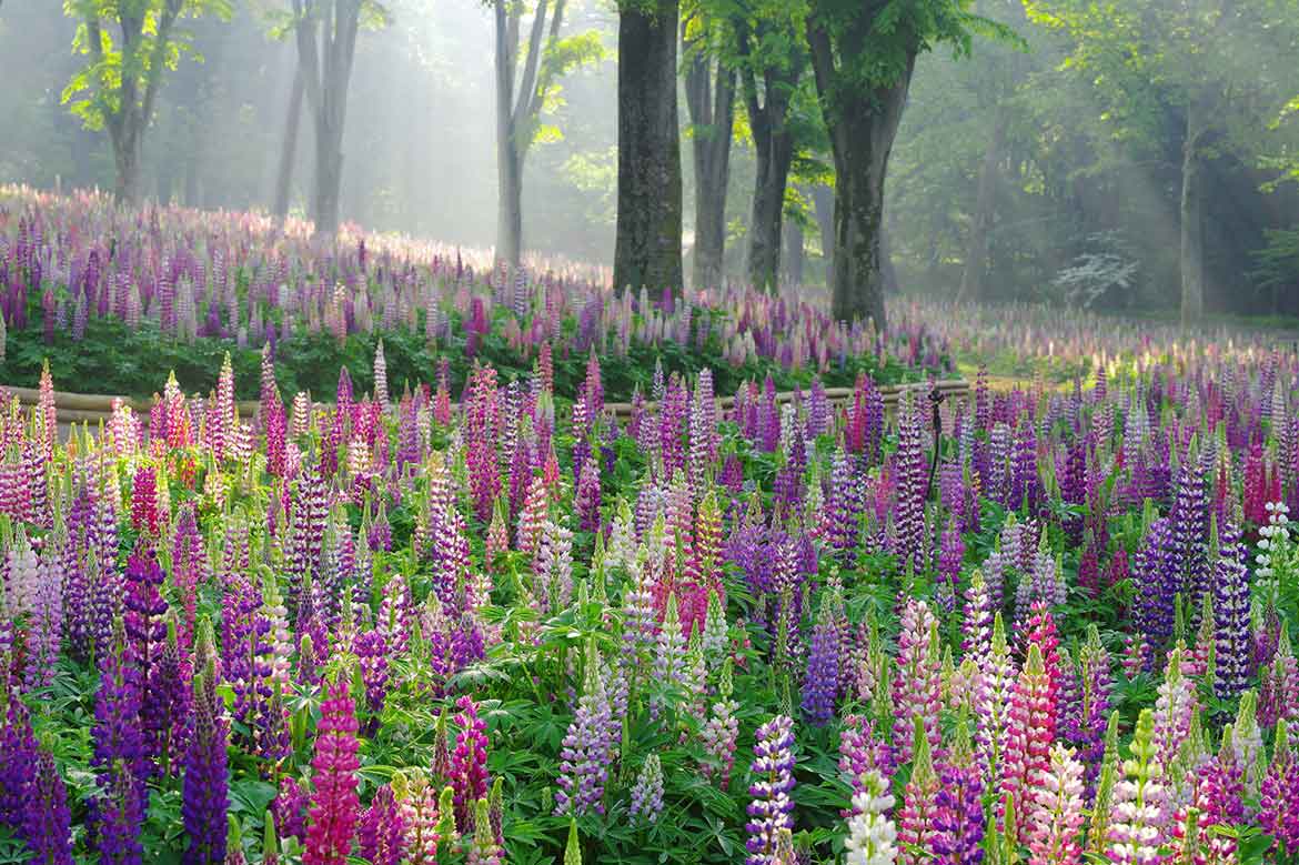 国営武蔵丘陵森林公園、まもなく「ルピナス」約4万本の花畑が最盛期を迎えます！