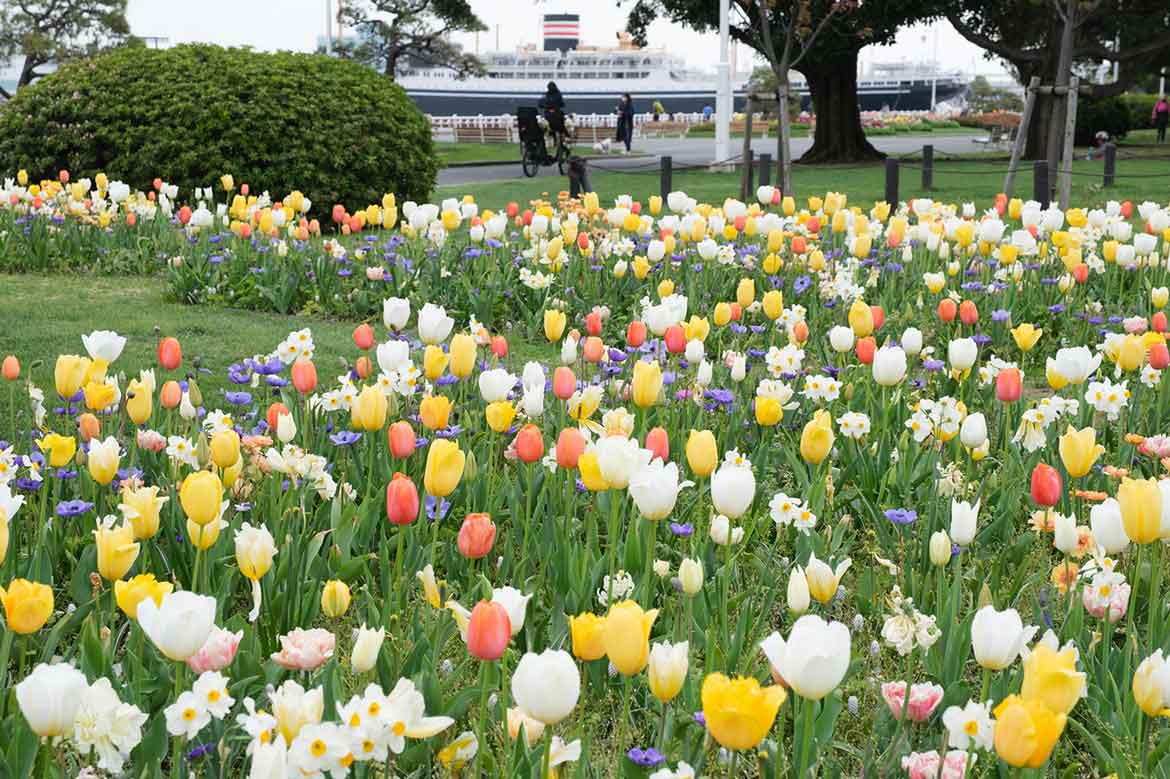 カラフルな30万本ものチューリップが横浜各所に咲き誇る！横浜でチューリップが最盛期を迎えています