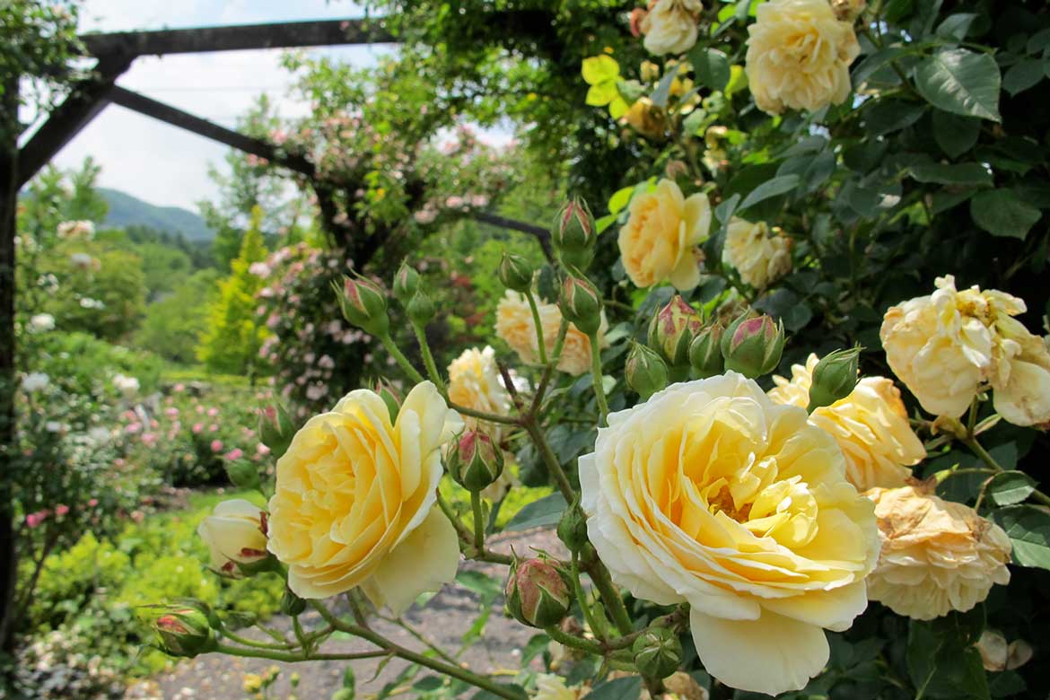 「軽井沢レイクガーデン」、夏の軽井沢でバラの2番花を楽しむ！サマーシーズンは7月～8月