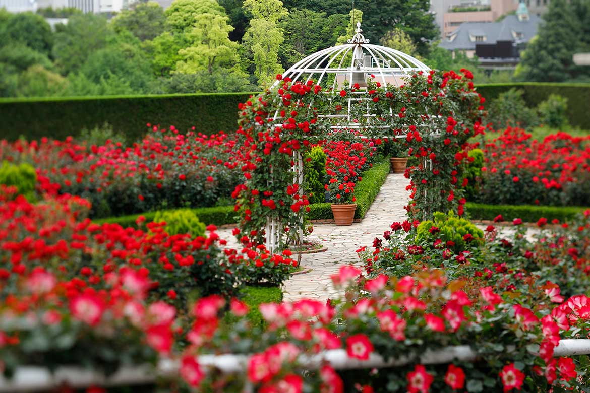 32種3万輪のバラが咲き誇る秘密の花園を特別開放！ホテルニューオータニで事前予約制の屋外アフタヌーンティー