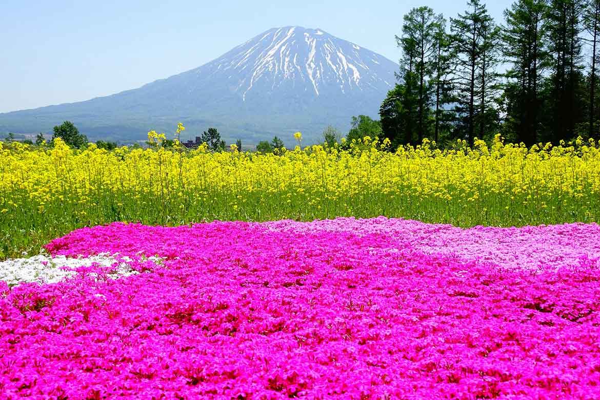 北海道ニセコ、芝桜の開花情報ページを公開！雪が残る蝦夷富士・羊蹄山と芝桜のピンク、菜の花の黄色のコンビネーション