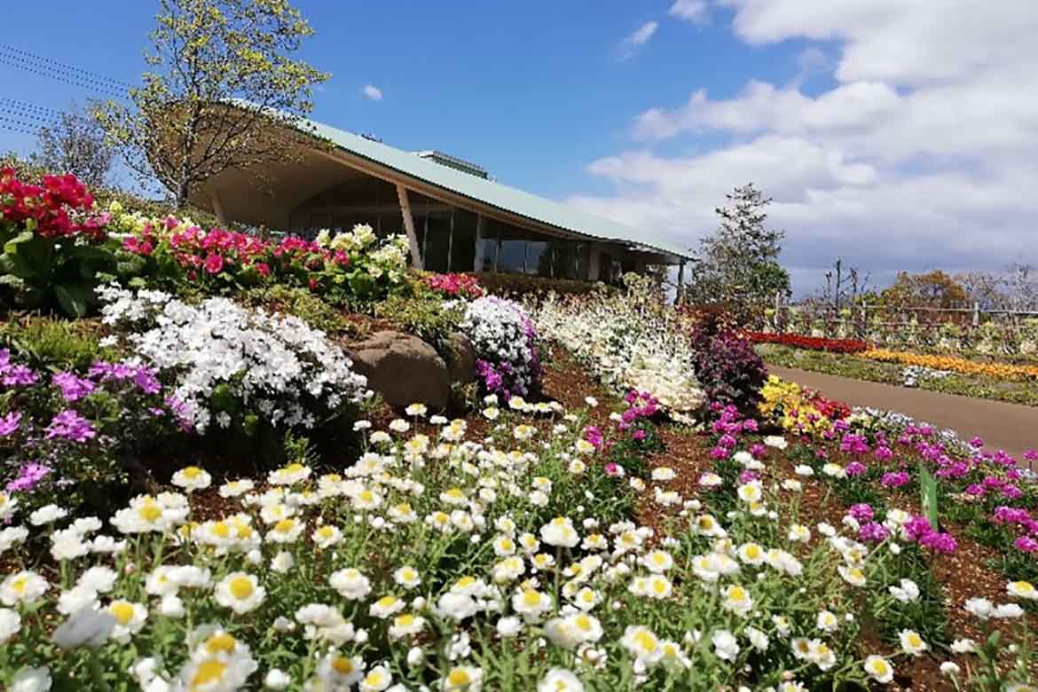 季節の草花が色鮮やかに咲く5月。200種類以上の四季の花々が植えられている「東松戸ゆいの花公園」