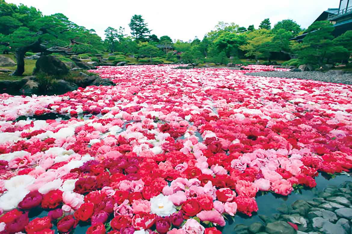 島根の春を満喫！豪華絢爛な牡丹の池は必見「由志園」