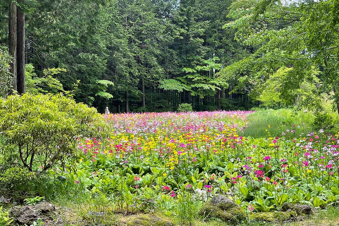 静岡県富士宮市、富士花鳥園でクリンソウが見頃を迎えています