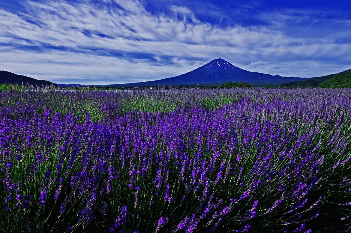 富士を背に咲くラベンダーと夜空に浮かぶランタンを楽しむ 「富士河口湖ハーブランタンまつり」7/10開催