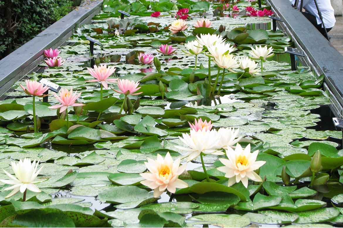 朝に花開く美しいスイレンが見頃に。「スイレン展」6/15~7/4滋賀県草津市にて開催