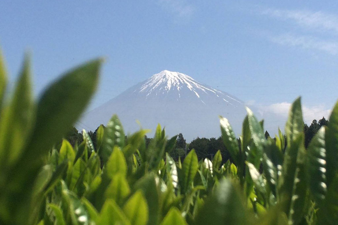 夏の宵に茶を嗜む。富士山麓茶園の5代目から茶の神髄を学ぶ、オンライン茶会
