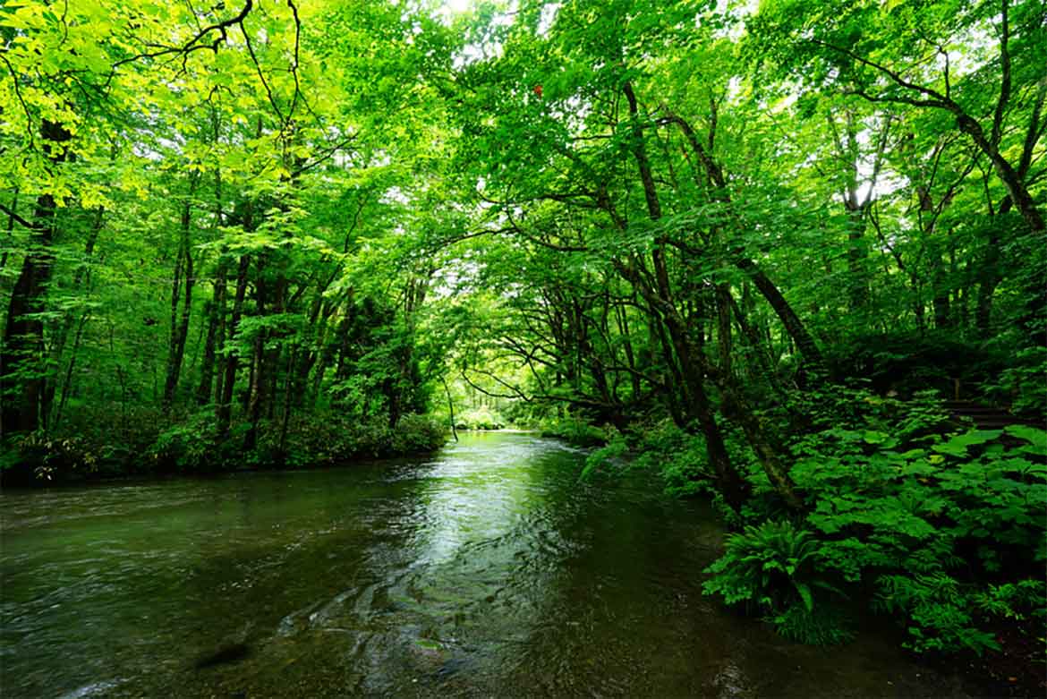 癒されて、夏。緑滴る奥入瀬渓流と神秘の十和田湖で深呼吸　