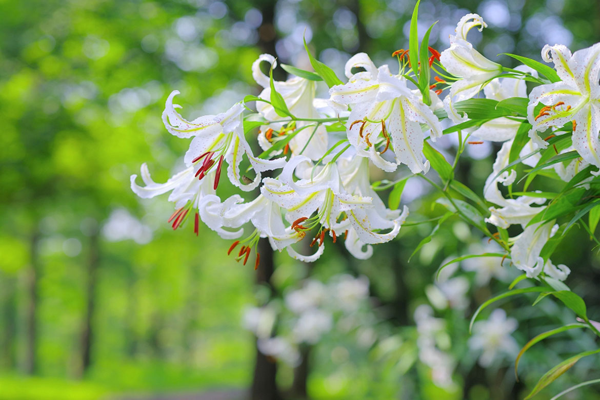 関東最大級の「ヤマユリ」自生地、国営武蔵丘陵森林公園にて約3,000株の花がまもなく見頃