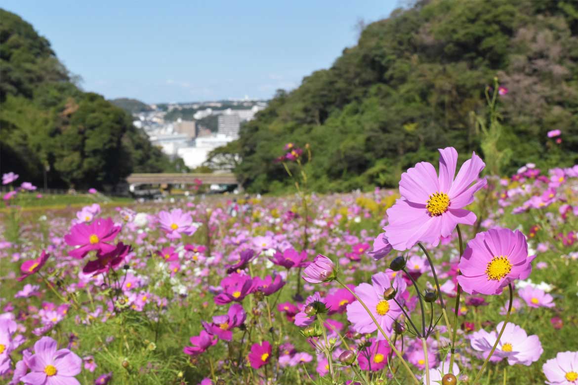 横須賀市くりはま花の国、約100万本のコスモス花畑が10月下旬まで見頃