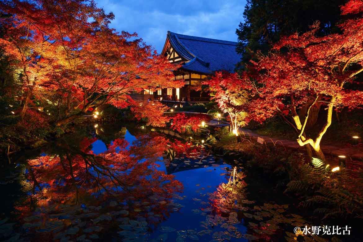 通常非公開の京都「くろ谷 金戒光明寺」、秋の特別拝観を11/12より日中夜間で開催