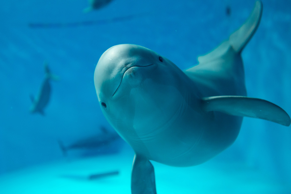 新エリア「はつこい庵」オープン！宮島ならではの水槽も見れる「宮島水族館」