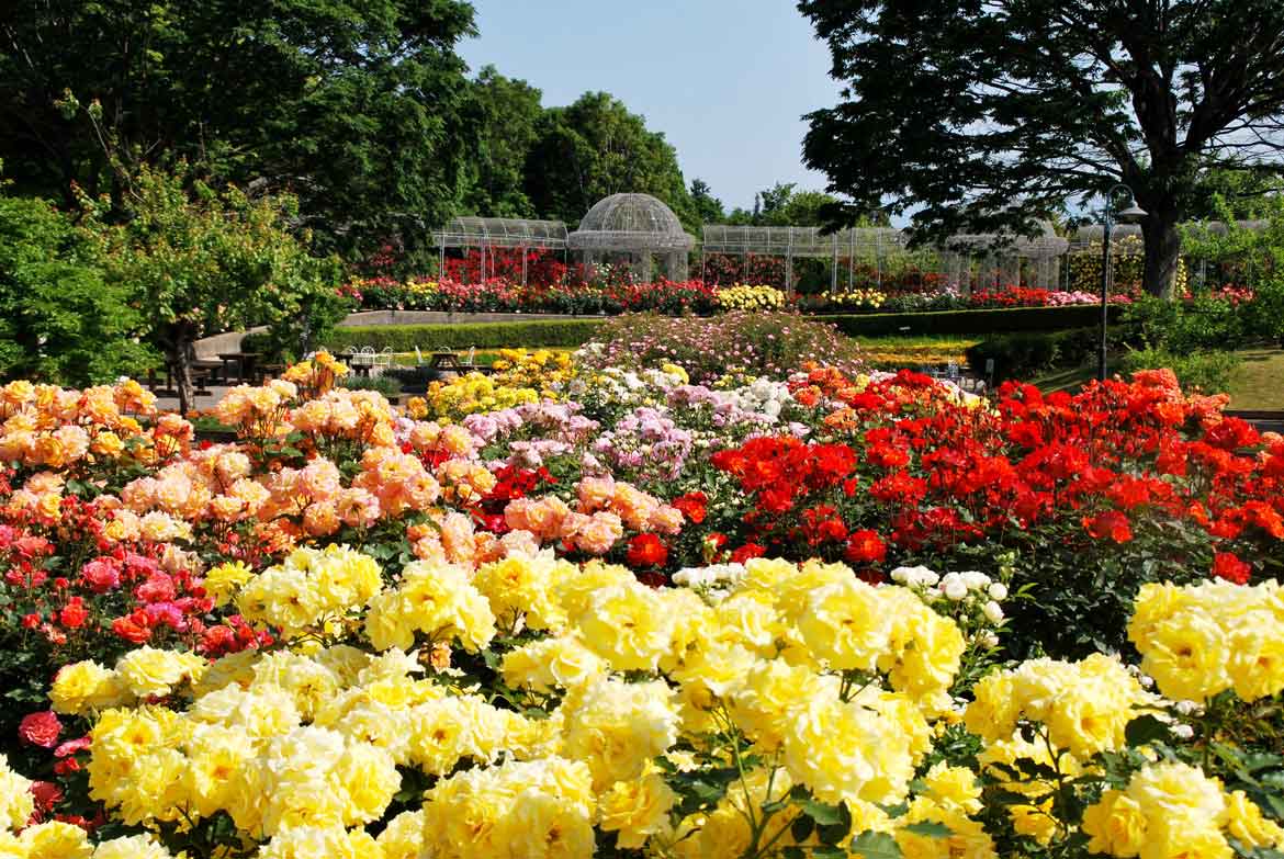 小田原フラワーガーデン、香り高い「秋バラ」約160品種360株が開花。見頃は10月中旬～11月中旬まで