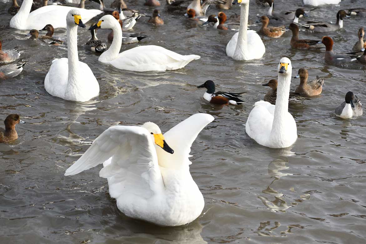 新潟・阿賀野で白鳥の飛来を見物！温泉やグルメなど周辺スポットを巡る小旅行