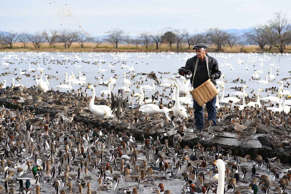 5,000羽以上の白鳥とカモがひしめく光景は圧巻！「瓢湖水きん公園」