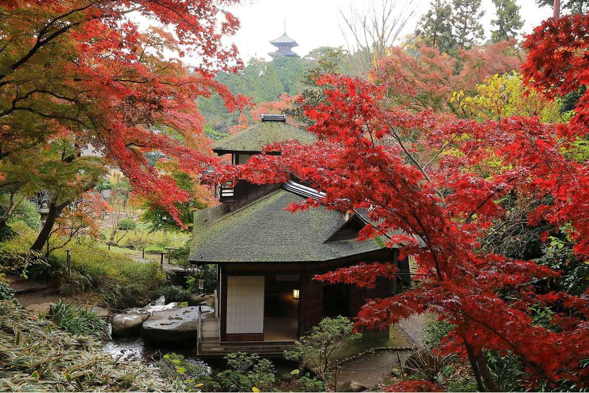12年ぶりの紅葉ライトアップも開催！横浜の名勝庭園「三渓園」で日本の秋を愉しむ