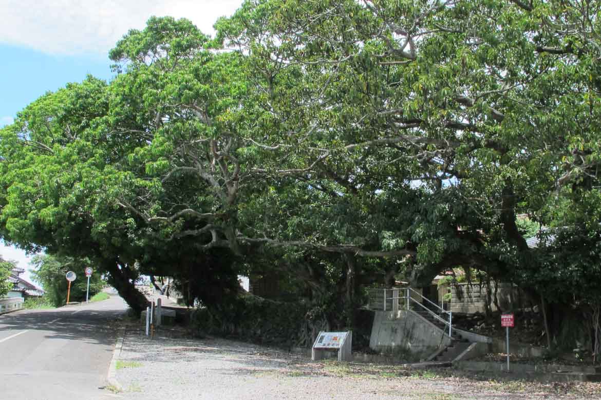 力強く根を張る南島原市の木「あこう群落」