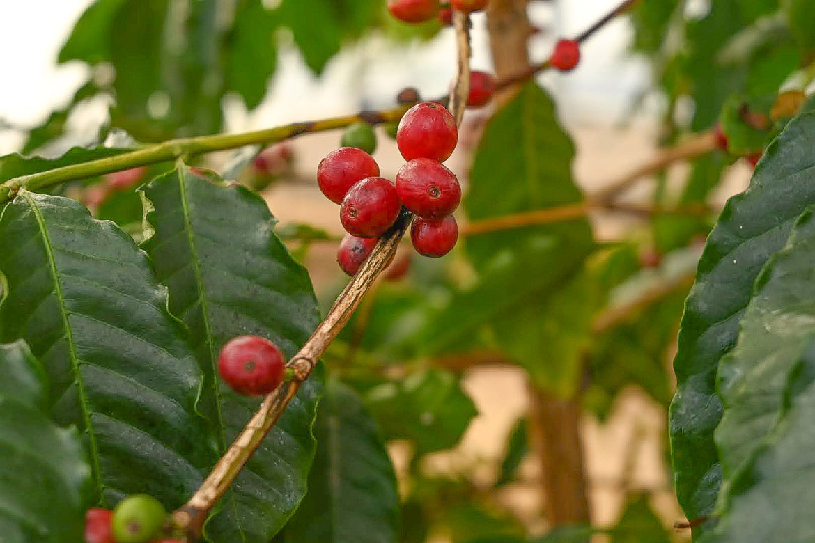 岡山「やまこうファーム」が『国産コーヒー』の初収穫に成功。本州で日本国産のコーヒー栽培が可能に
