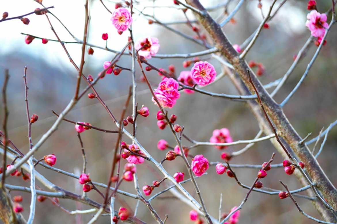 春の訪れを告げる「加古川の梅」がまもなく満開。1万平米に咲き誇る「梅と菜の花」のコラボレーション