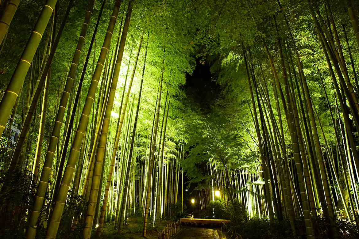美しい竹林をゆっくり巡る「竹林の小径／しゅぜんじ回廊」