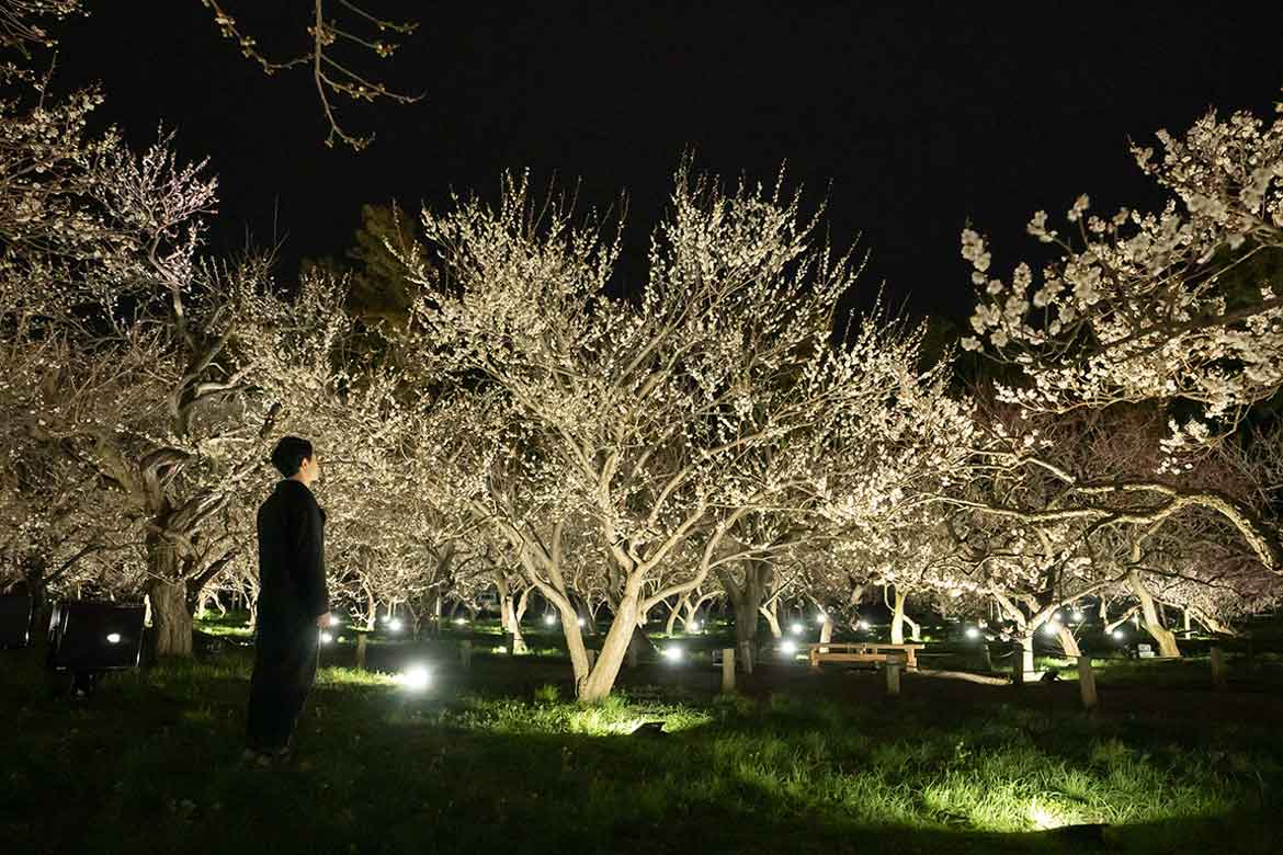 3,000本の梅の名所・偕楽園が光のアート空間に。「チームラボ 偕楽園 光の祭」 茨城・水戸にオープン