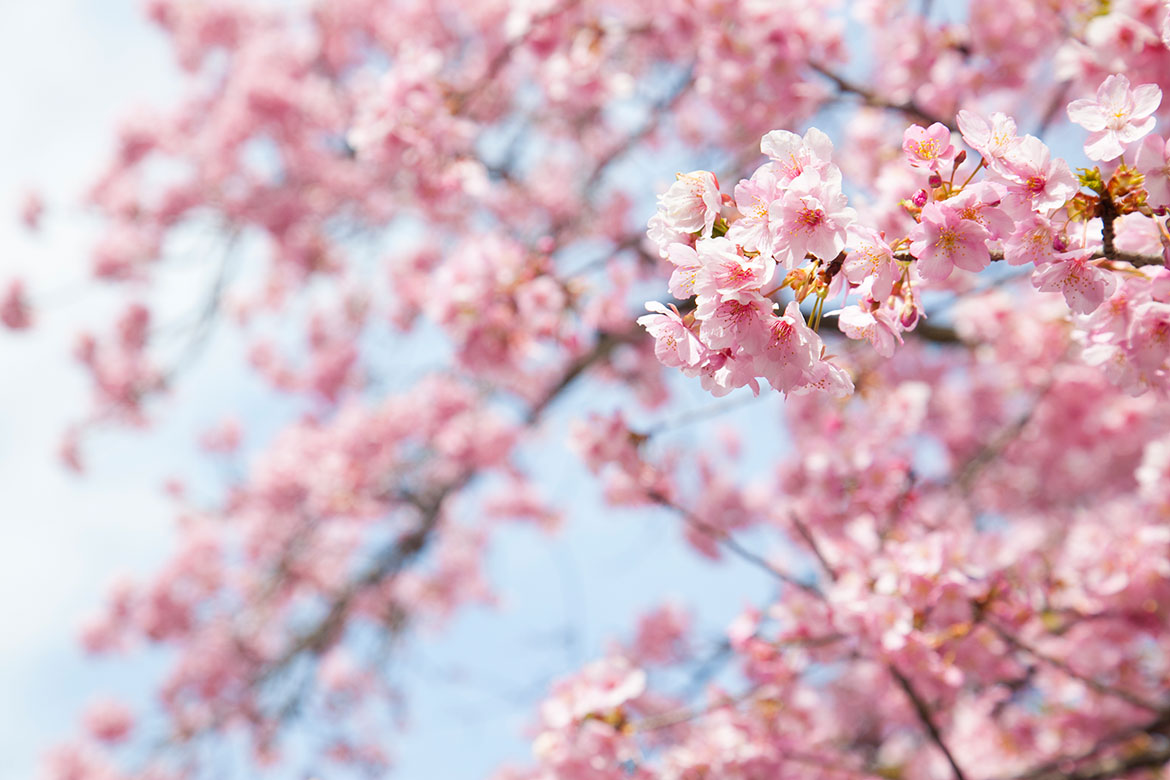 一足早く春を感じられる静岡の名勝地「河津桜」【伊豆エリア（河津町）】