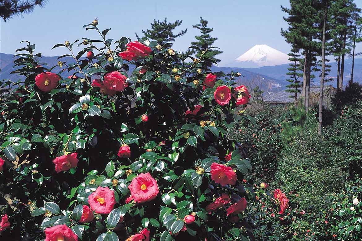 静岡の小室山公園つばき園、「第35回つばき観賞会」を2/26~3/21開催
