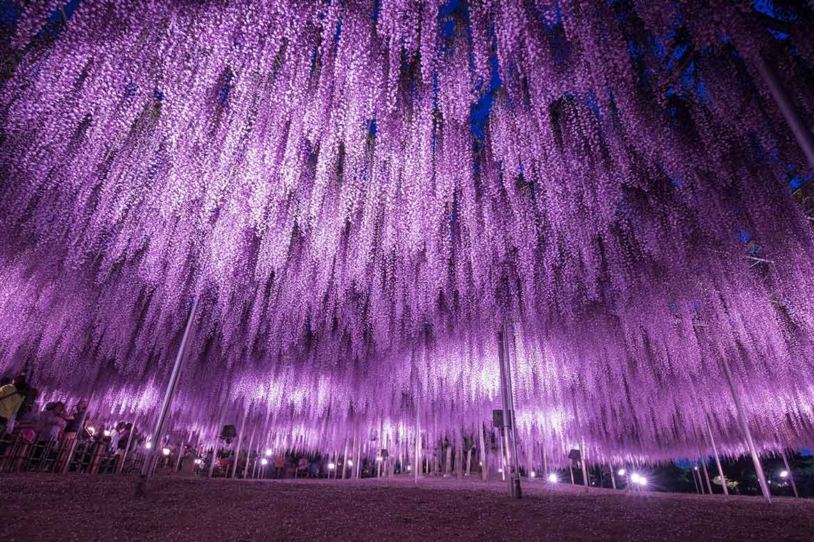 あしかがフラワーパーク『光の花の庭』がランキング第1位で日本三大イルミネーションに再認定！