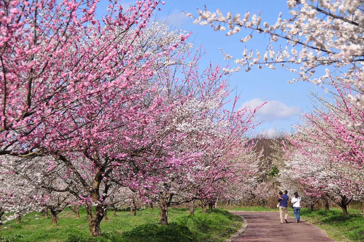 美しい梅の花が咲き乱れる「綾部市梅林公園」
