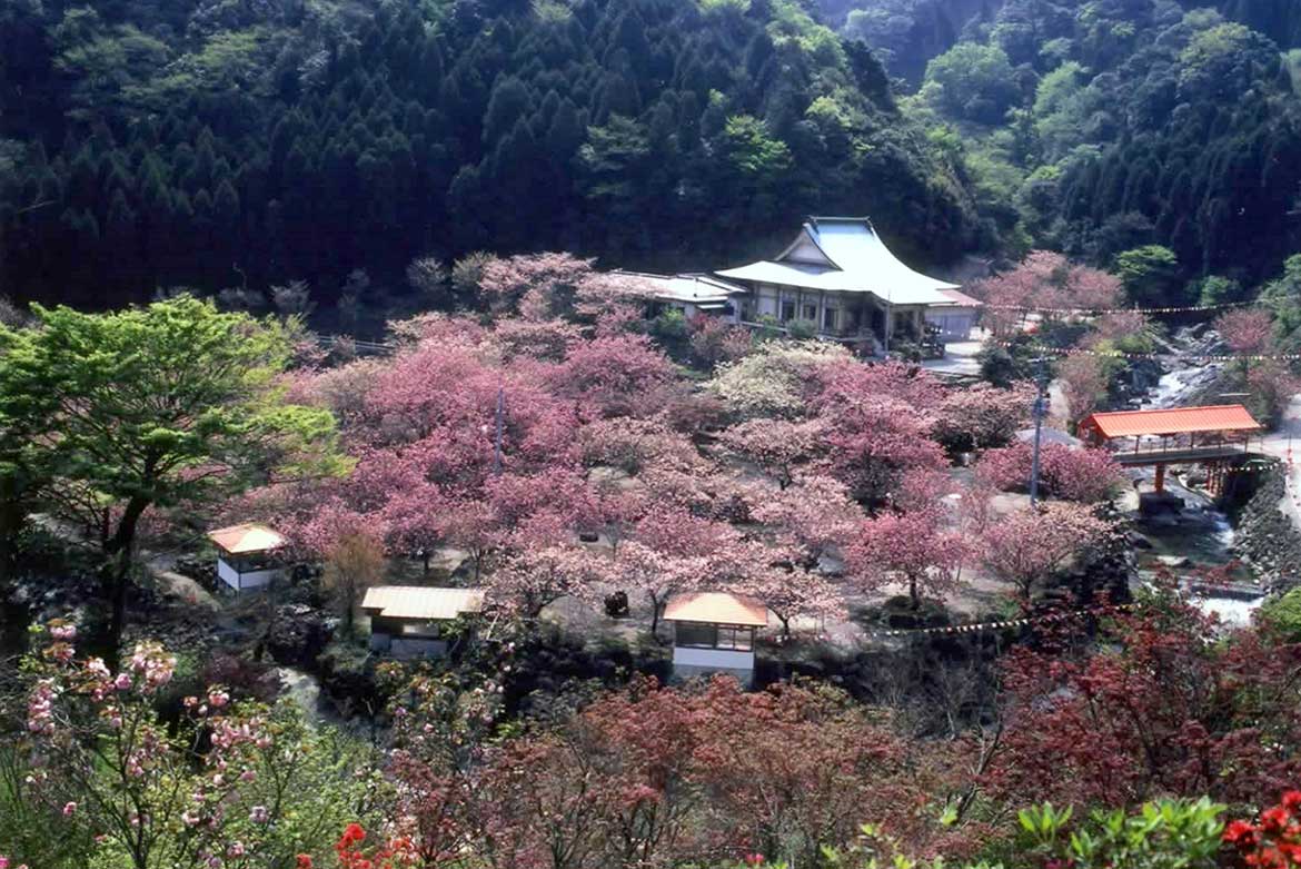 桜の季節到来！鮮やかなピンク色に染まる、自然あふれる大分県イチオシの桜の名所